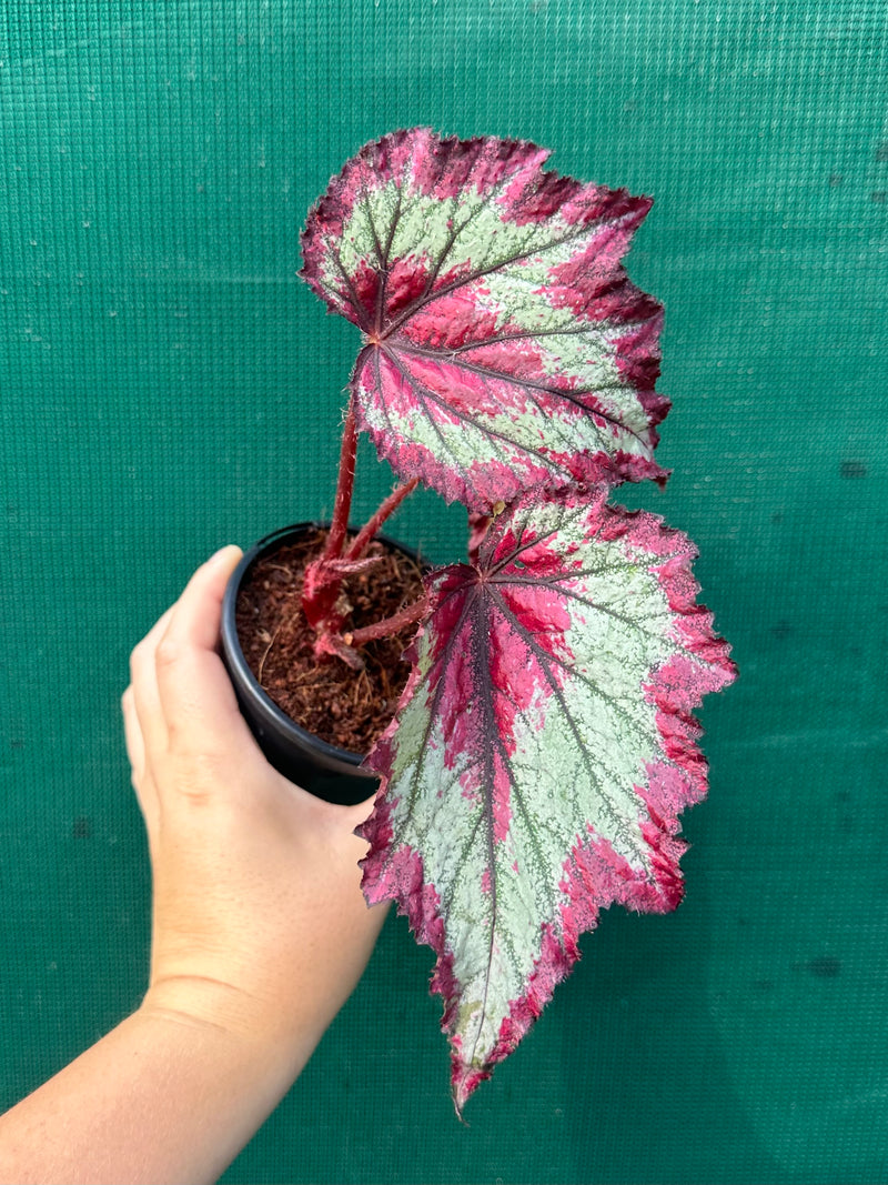 Begonia ‘Ring of Fire’