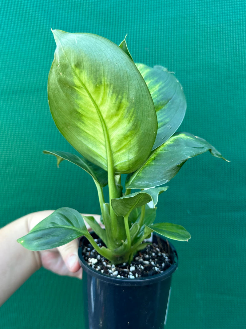 Dieffenbachia ‘Marianne’