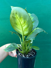 Dieffenbachia ‘Marianne’