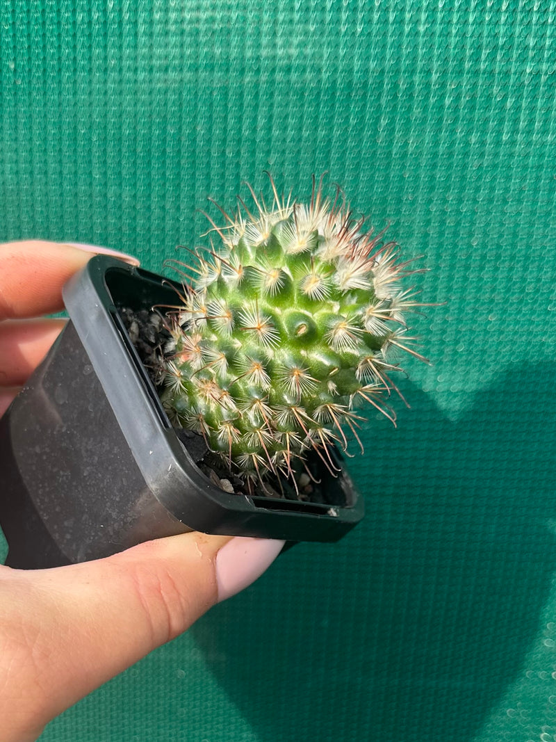 Mammillaria bombycina