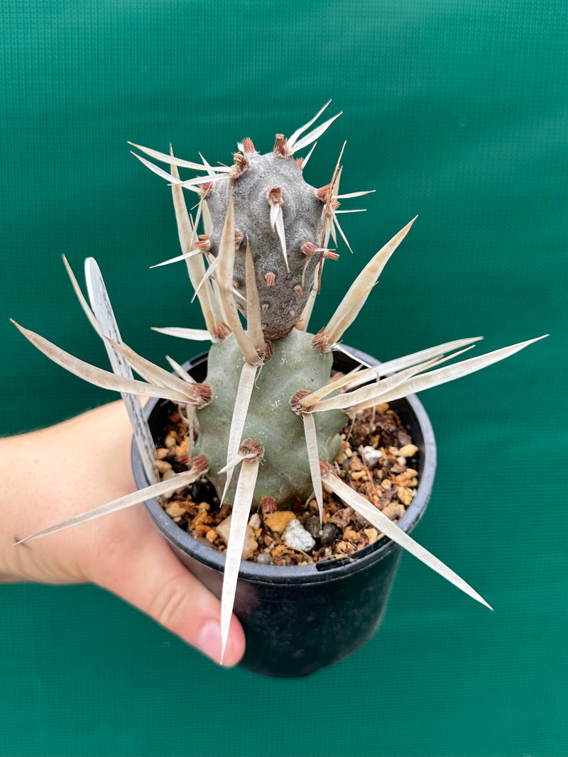 Tephrocactus Articulatus