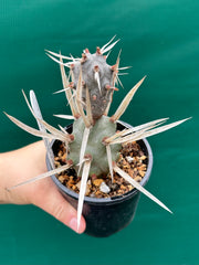 Tephrocactus Articulatus