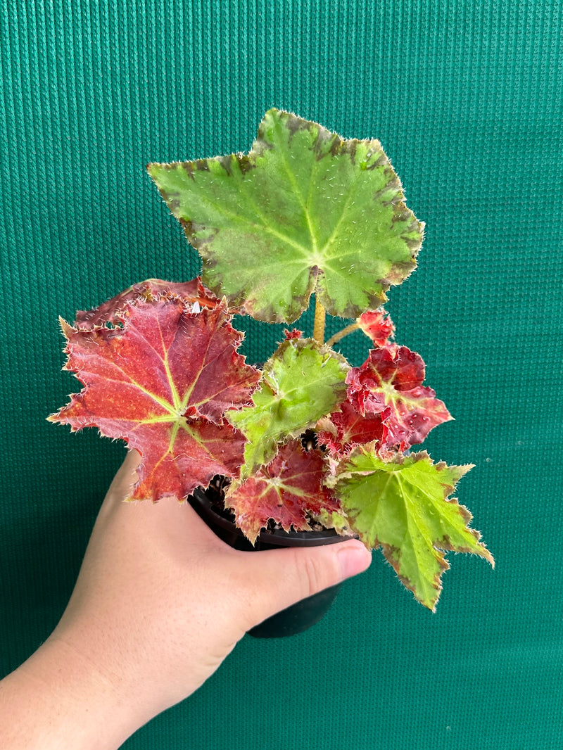 Begonia ‘Rusty Ross’