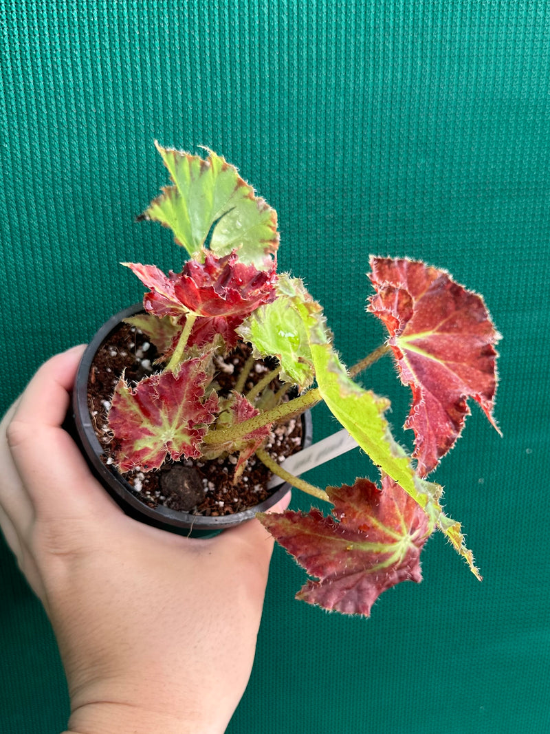 Begonia ‘Rusty Ross’