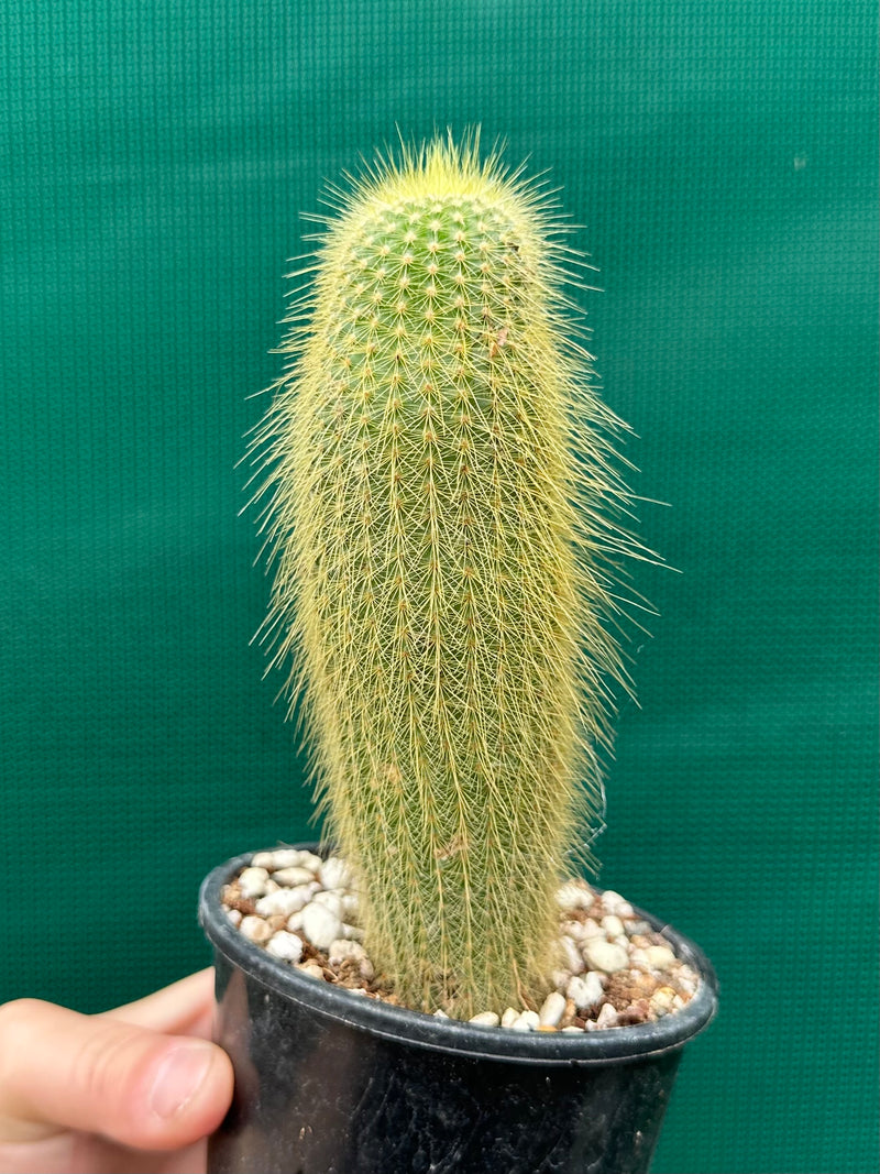 Echinopsis ‘Golden Torch’ NEW