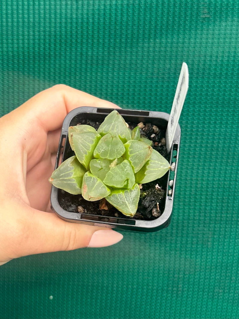 Haworthia ‘Ice City’ NEW