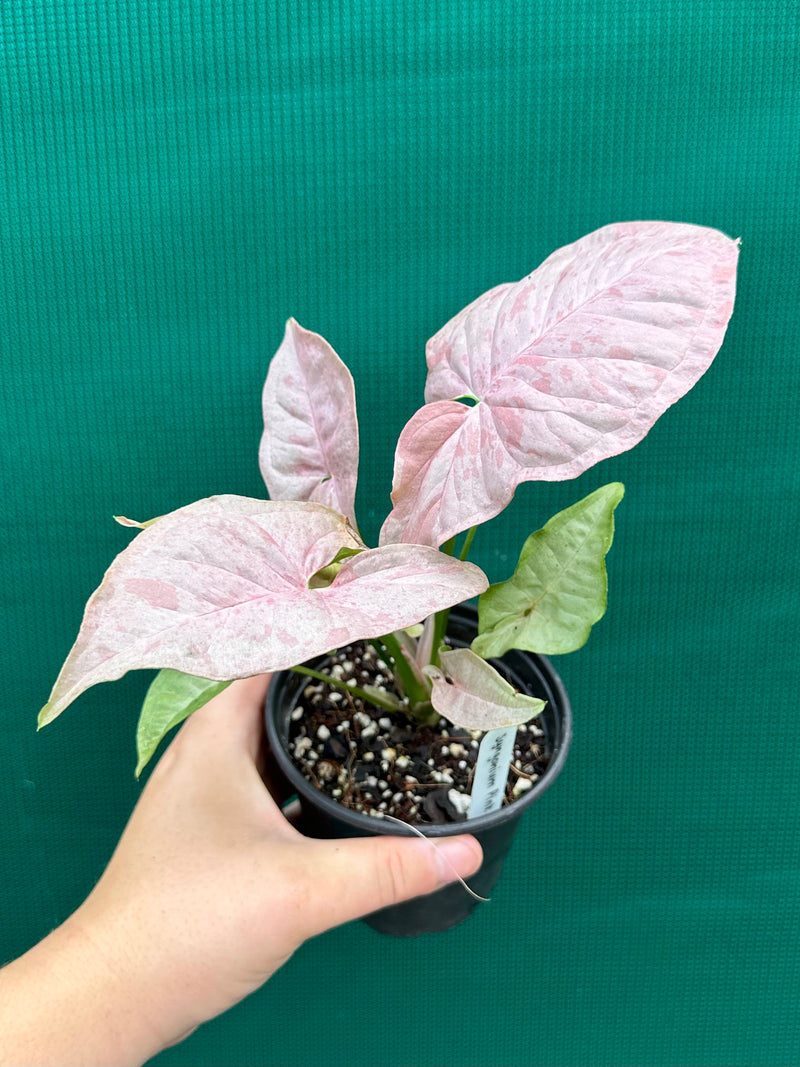 Syngonium ‘Pink Spot’