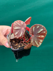 Begonia balansana NEW