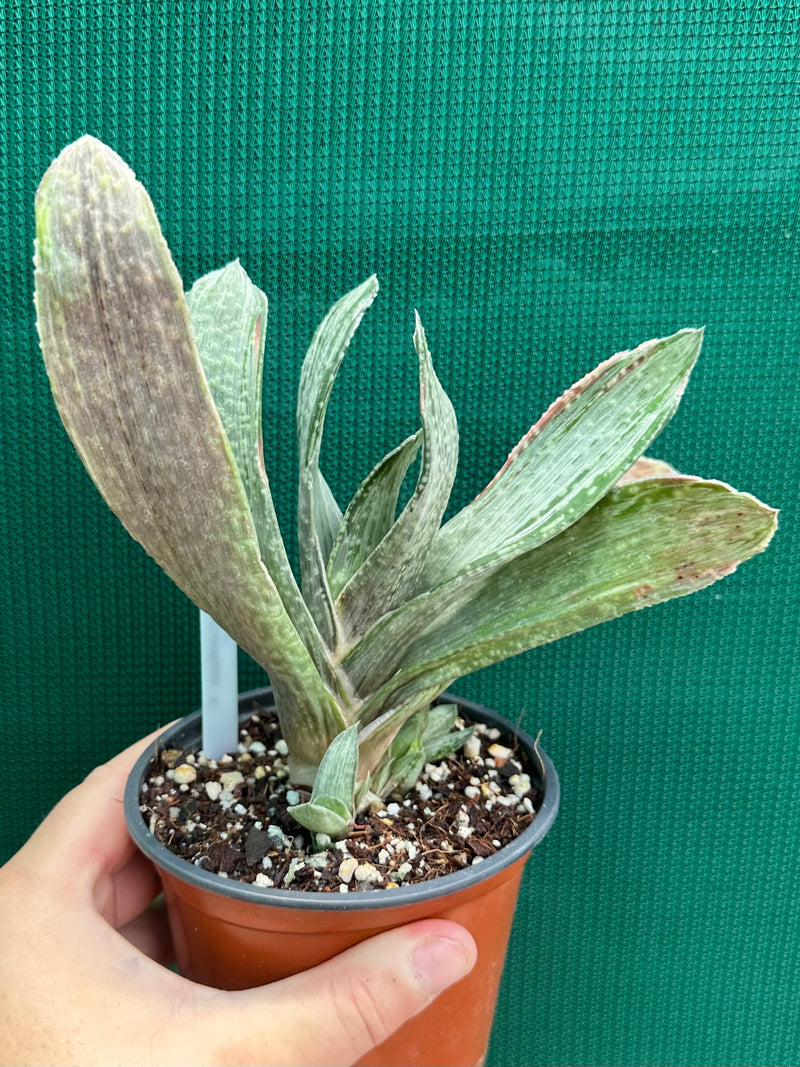 Gasteria nigricans var. marmorata f. variegata