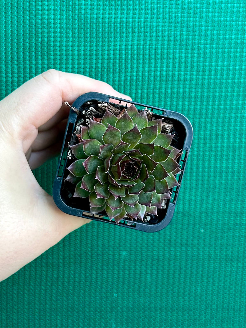 Sempervivum ‘Pacific Red Rose’