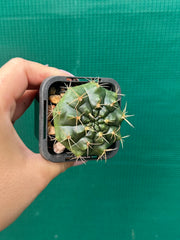 Glymnocalycium