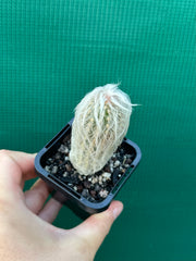 Espostoa lanata