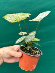 Caladium ‘Rudy’ NEW