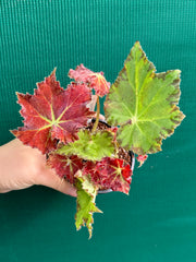 Begonia ‘Rusty Ross’