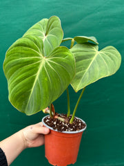 Philodendron ‘Gloriosum’