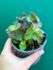 Begonia ‘Copper Crinkle’