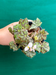 Begonia ‘Warden Bend’