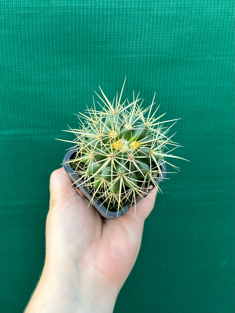 Golden Barrel Cactus