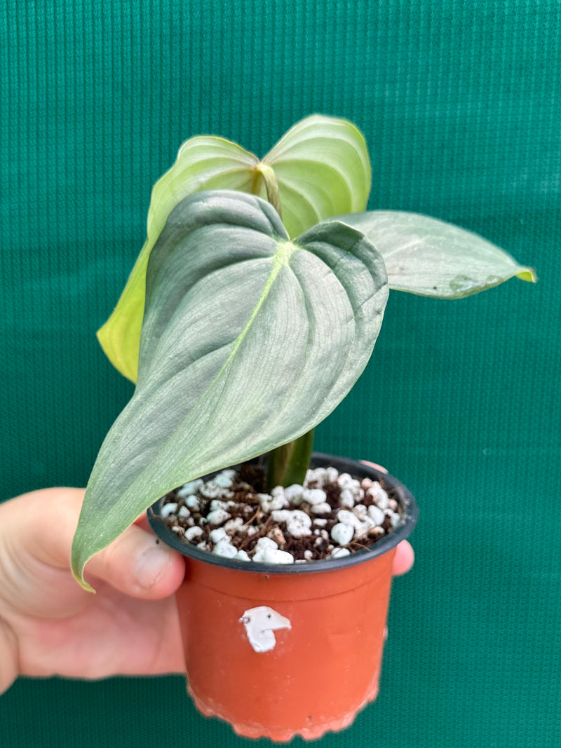 Philodendron ‘Pastazanum x Gloriosum’