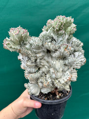 Euphorbia Lactea f. cristata Variegata