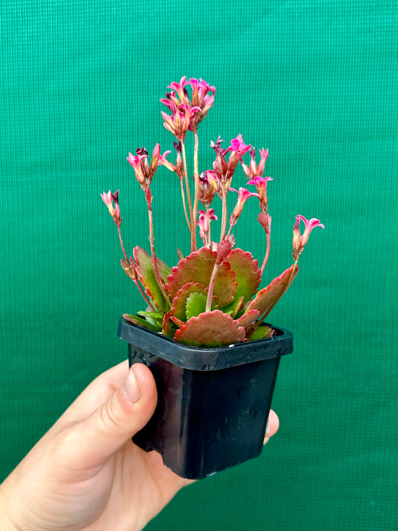 Kalanchoe blossfeldiana NEW