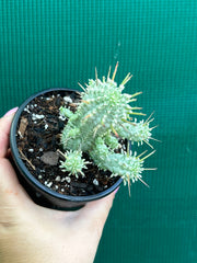 Euphorbia mammillaris variegata ‘Albino Corn Cob’