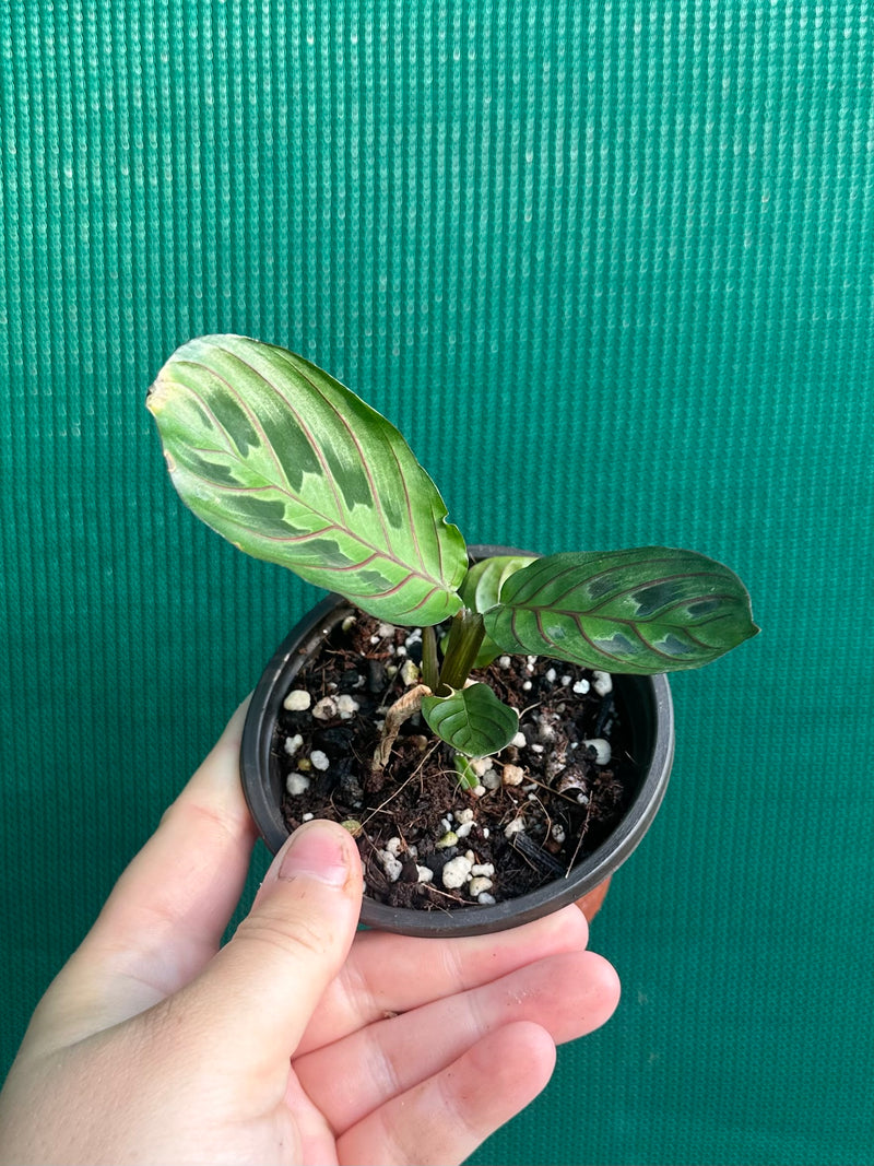 Maranta Leuconeura