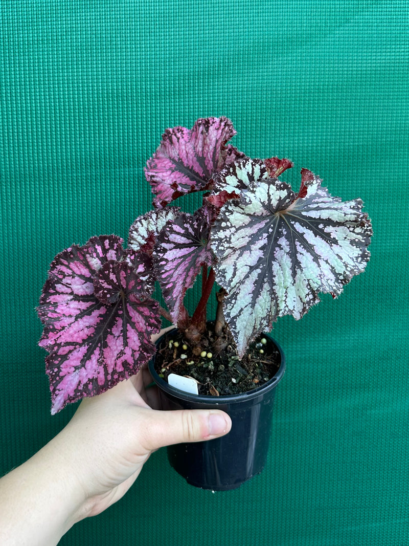 Begonia NOID 56 NEW