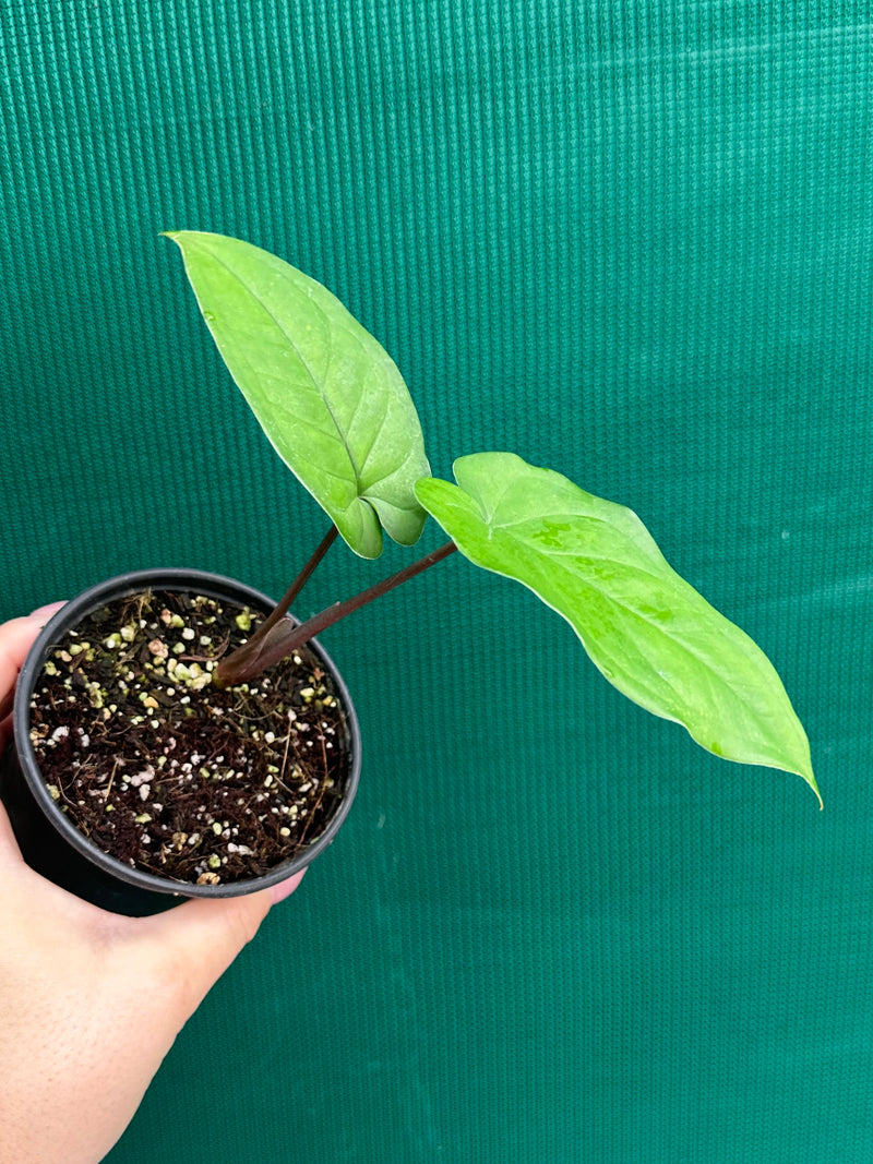 Syngonium 'Macrophyllum'