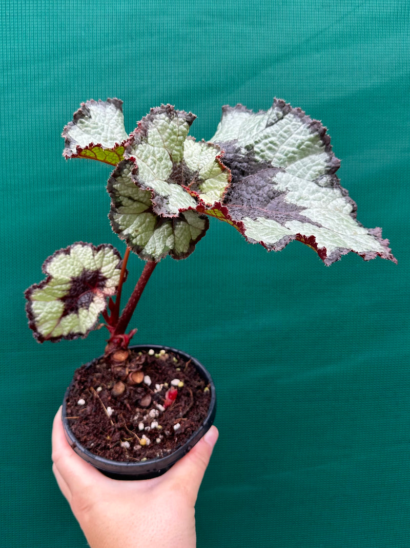 Begonia NOID 60 NEW