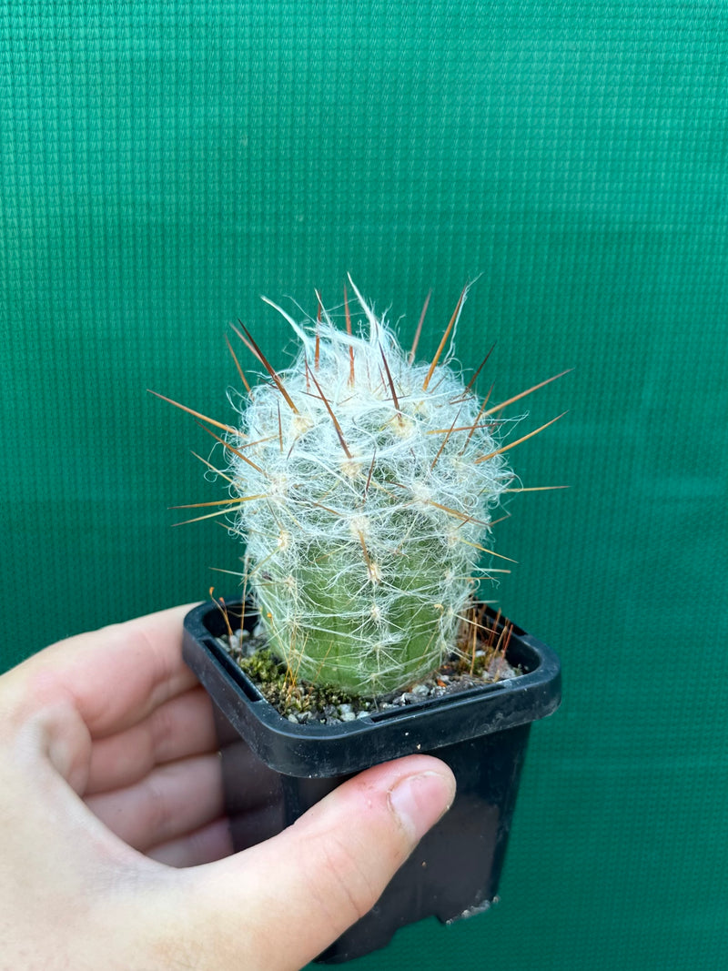 O. trollii