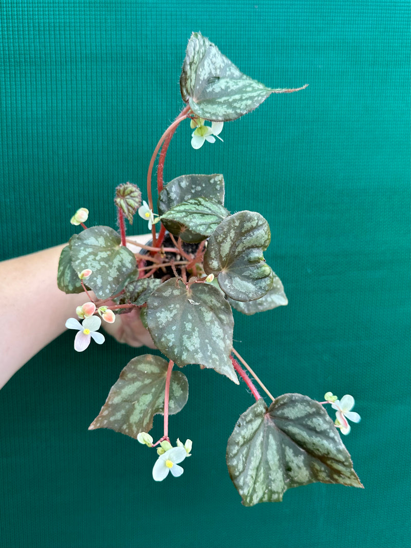 begonia nigritarium