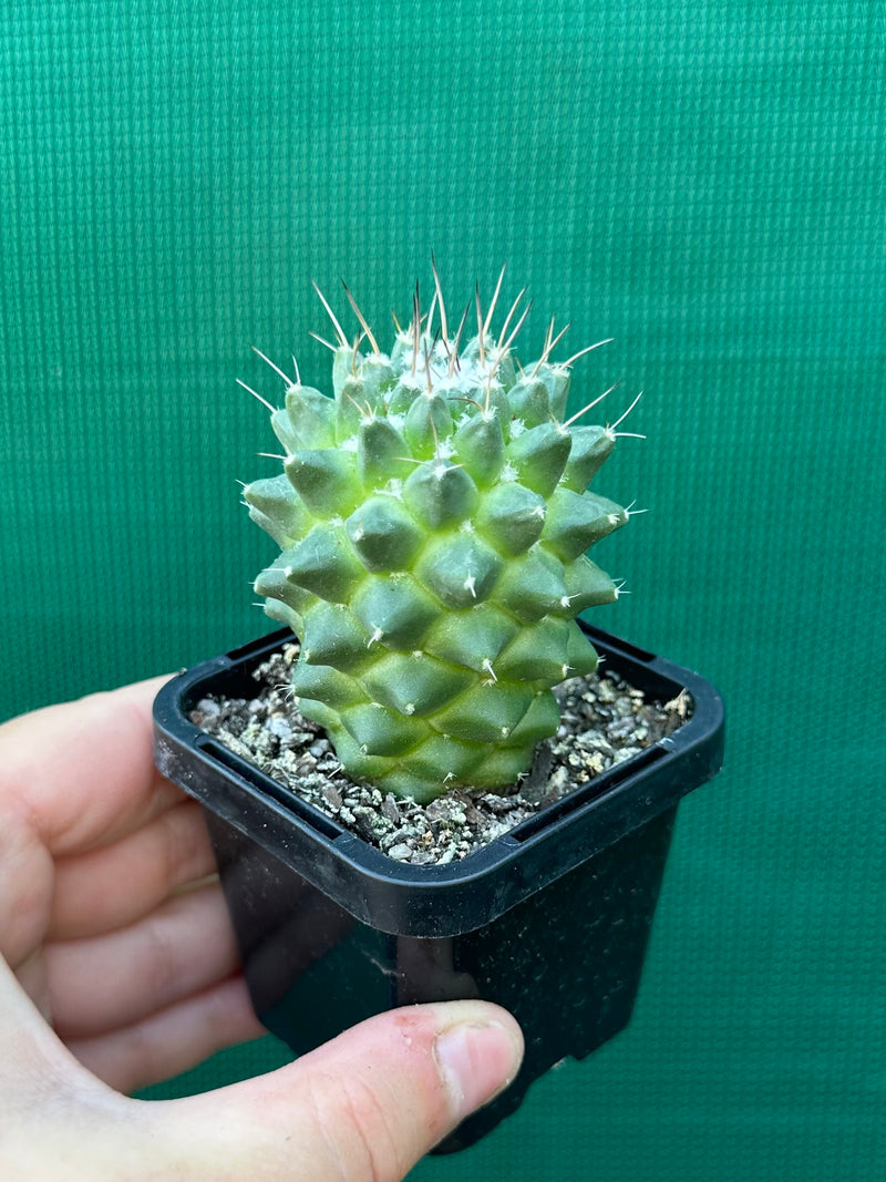 Mammillaria polythele 'Toluca'