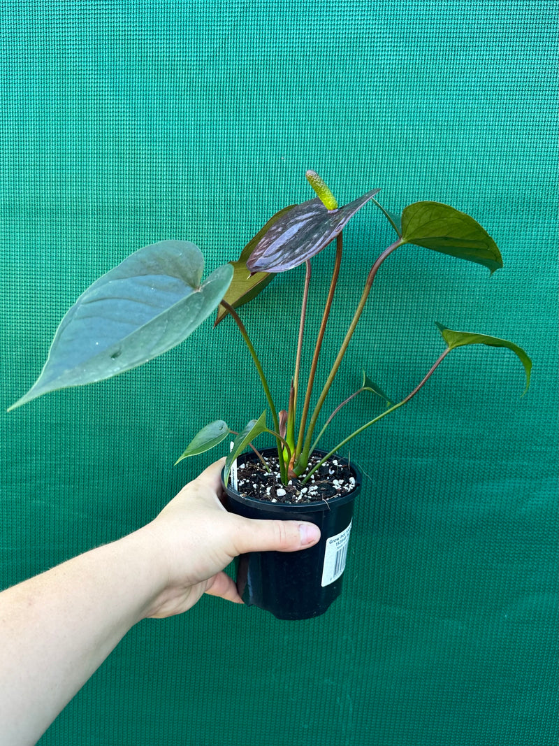 Anthurium NOID 1 NEW