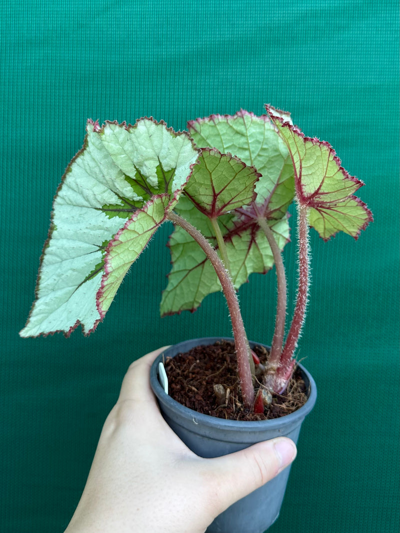 Begonia ‘Silver Anniversary’ NEW