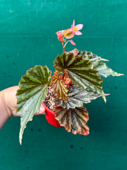 Begonia Irian Jaya NEW