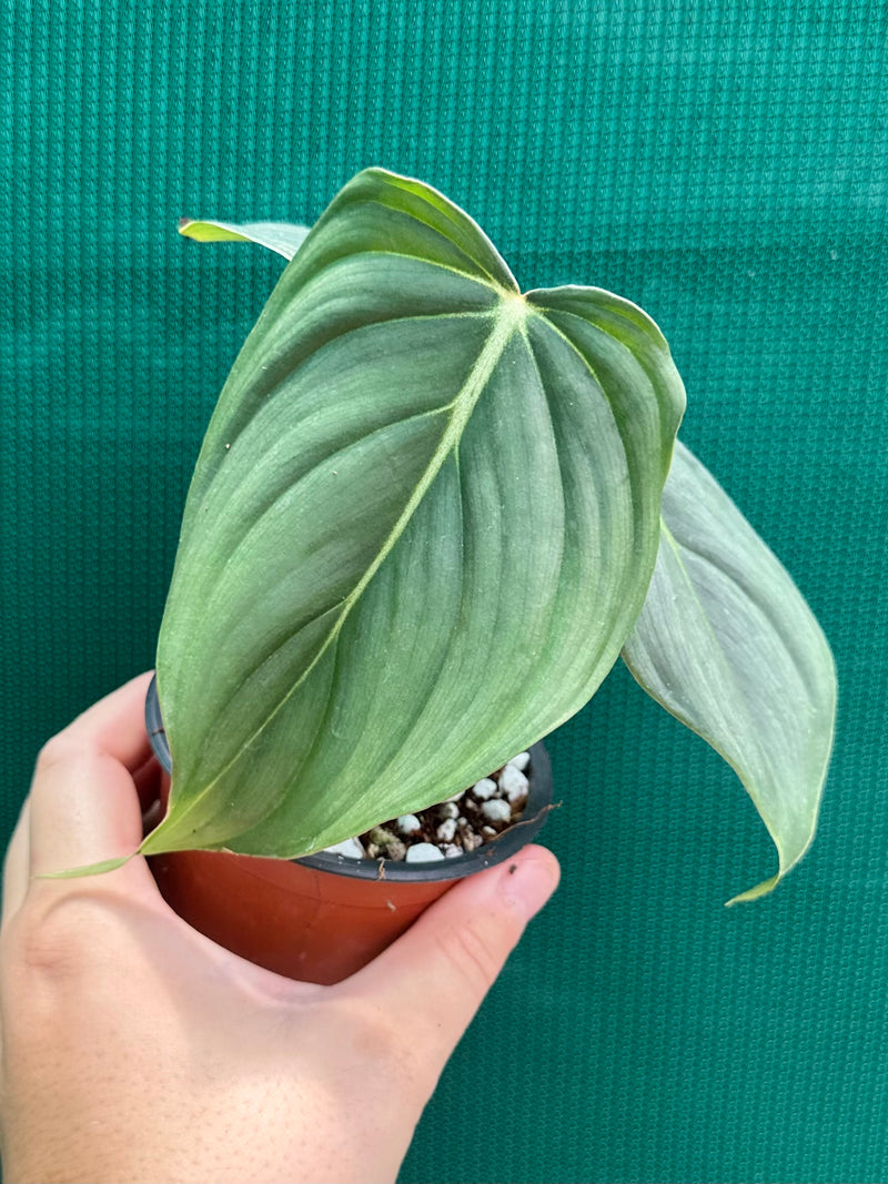 Philodendron ‘Pastazanum x Gloriosum’