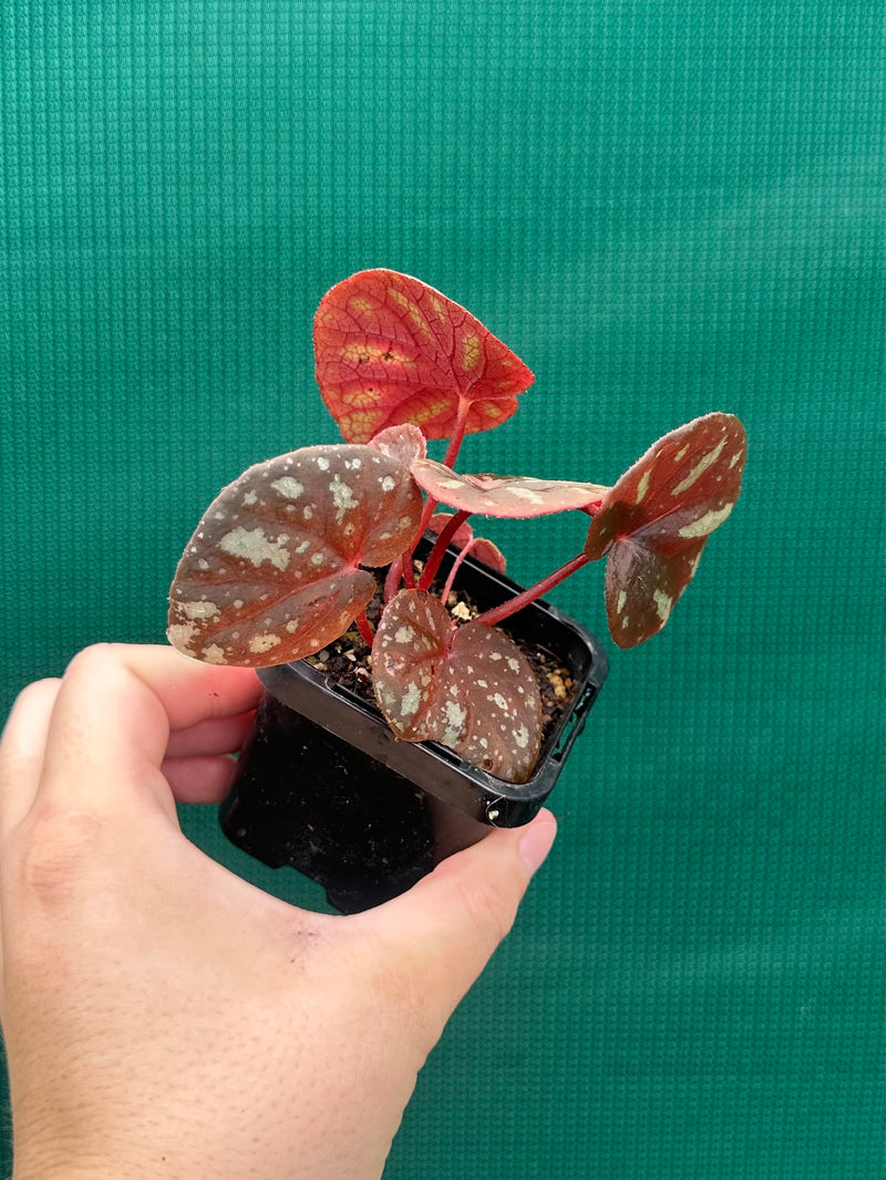 Begonia balansana NEW