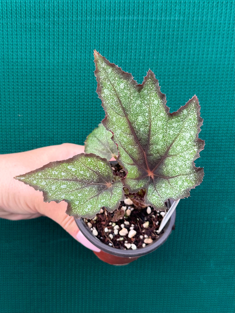 Begonia ‘Dark Whisper’