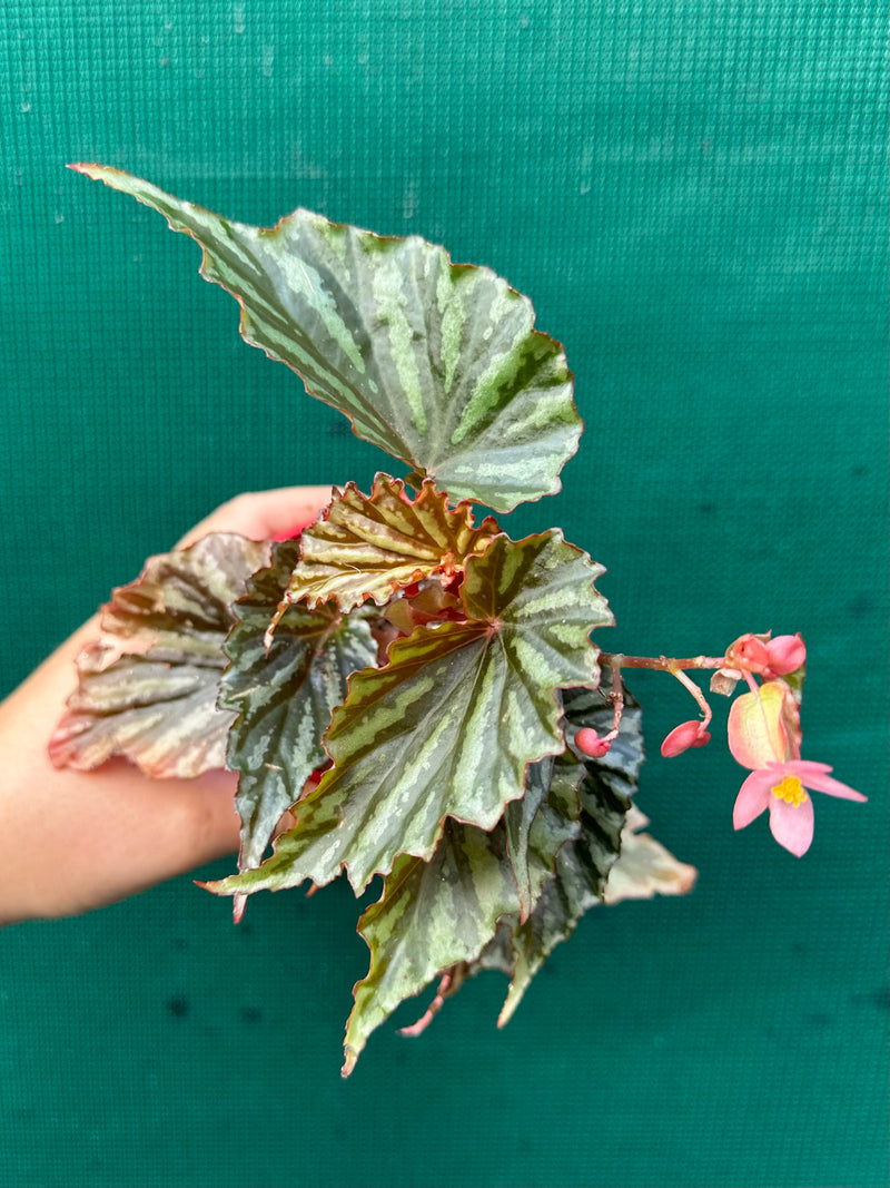 Begonia Irian Jaya NEW