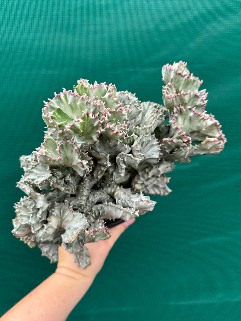 Euphorbia Lactea f. cristata Variegata