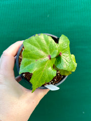 Begonia ‘Bleeding Heart’