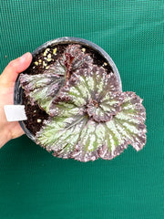 Begonia ‘Sun Seeker’ NEW