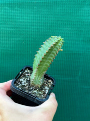 Euphorbia jansenvillensis