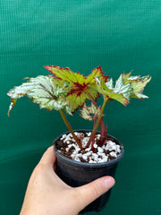 Begonia NOID 65 NEW