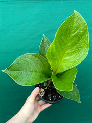 Anthurium Jenmanii