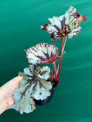 Begonia NOID 70 NEW