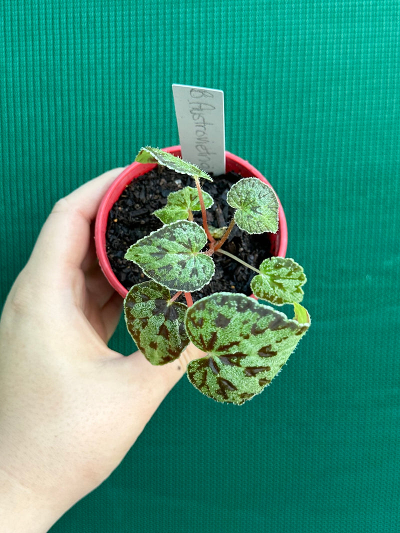 begonia austrovietnamica