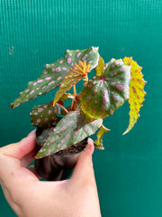 Begonia malachosticta NEW