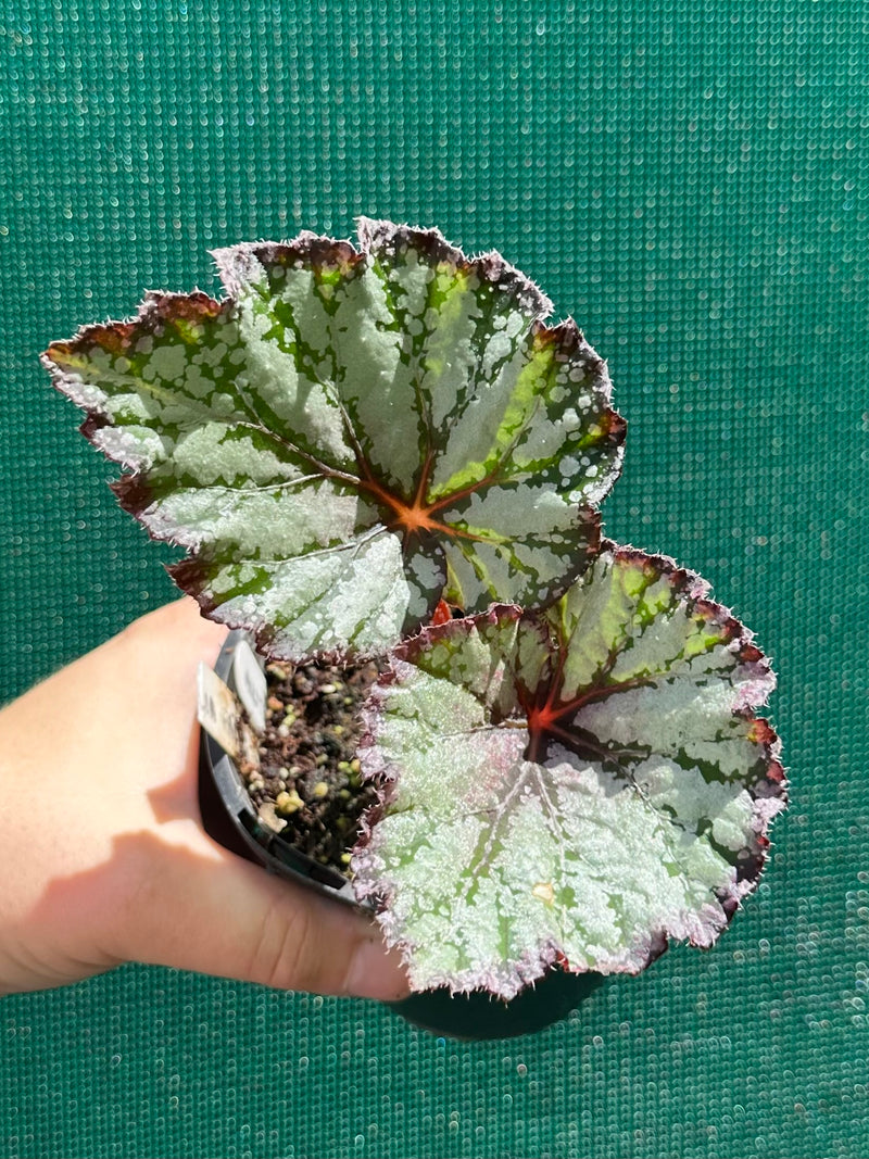 Begonia ‘Australian Fair’ NEW